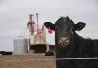 Congestive Heart Failure an Issue in Finishing Cattle