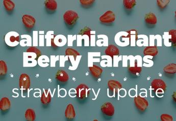 CA Giant expects good volume for May strawberry demand