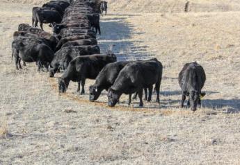 Efficiency and Forage Intake Research at OSU Range Cow Research Center