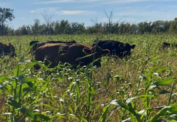 Dropping Like Flies-Prussic Acid in Cattle