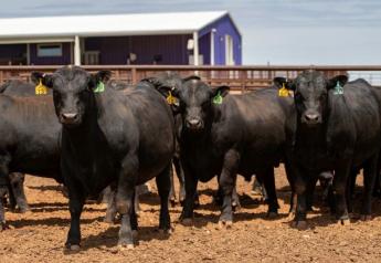 7th Gardiner Angus ‘Meating Demand’ Bull Sale Averages $6,718