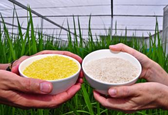 Hostage to GMO Hysteria: Golden Rice Saga Lingers as Malnourished Suffer