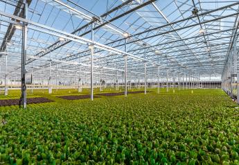 How technology is changing the game in greenhouse grown