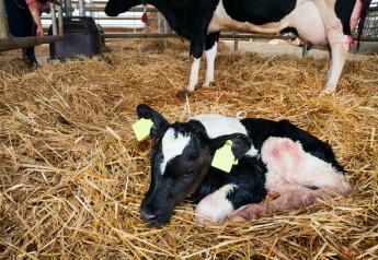 9 Practices to Help Resuscitate a Newborn Calf