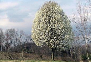 Purdue Warns Against Planting Callery Pear Trees