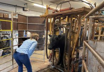 Show-Me-Select Heifer Sales Bring Value to Buyers, Sellers