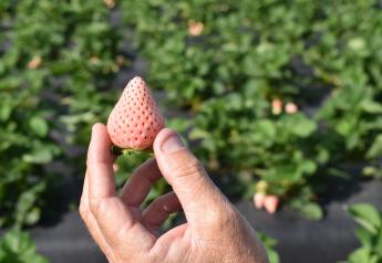 Wish Farms expects strong supply of Pink-A-Boo Pineberries