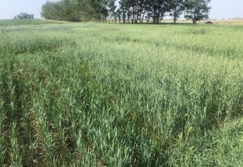 Determine Annual Forage Strategies for 2022