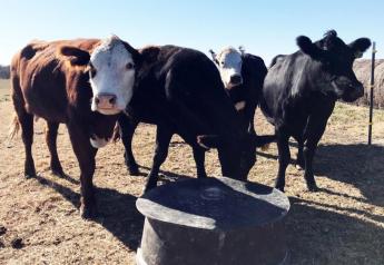 Mineral Nutrition for Grazing Beef Cows: Intake and Quality