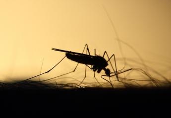 Self-eliminating Genes Tested on Mosquitoes