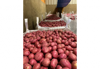North Carolina potato growers ready to serve fresh, chipper markets