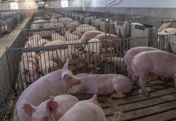 Cash Feeder Pig Prices Average $65.43, Down $2.24 Last Week