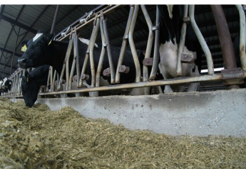 Hidden Sources of Feed Shrink that Affect Cow Performance