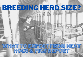 Breeding Herd Size, Farrowing Intentions Likely to Spark Attention in Next Hogs & Pigs Report