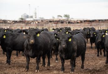 Improved Efficiency and Rising Prime Grades Drive Industry Growth: Insights from 2022 National Beef Quality Audit for Fed Cattle