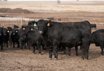 Rare June Rally Pushes Cash Cattle to New 2022 High