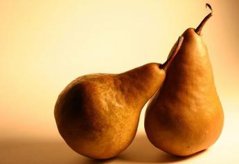 California Pears to emphasize ripening education this season