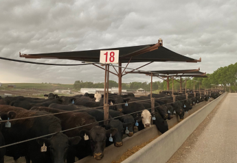 Help Cattle Cope With Extreme Heat