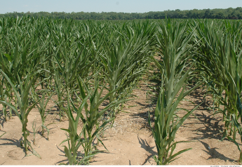 How to Harvest Drought Stressed Corn Silage