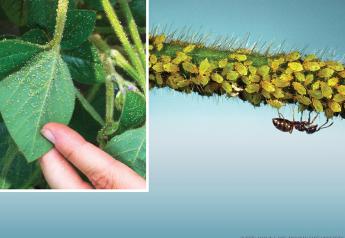 Unspoken Truths About Pests: Soybean Aphids