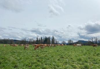 A Tale of Two Rains: Oregon Dairy Farmers Weigh Feed Options
