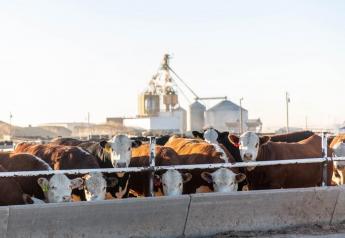 Hereford Feedout Program Success Continues