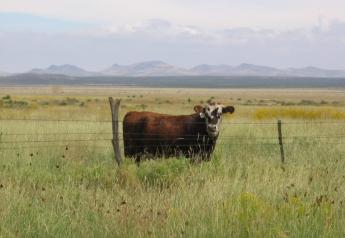 Texas Stocker Cattle Program Set June 22 in West, TX