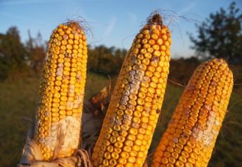 FDA Approves First Mycotoxin Degrading Ingredient