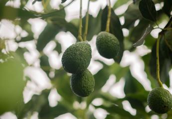 Peru to play important role in summer avocado season