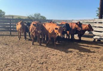 Management Considerations for Dry, Thin Cows