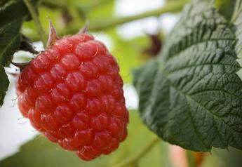 Strong berry season anticipated despite challenges