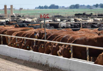 Northern Cash Cattle Higher, COF Placements 2.1% Lower