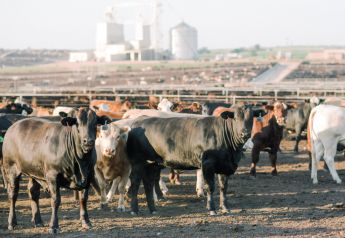 Cattle Rally Takes a Breather, Cattle on Feed Down 4%