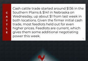 Cash Cattle Prices Firm
