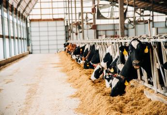 Feeding Behavior Can Signal Issues with Feed Quality, Management