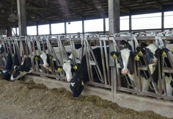 Milk Prices Stay Strong, Springers Mixed