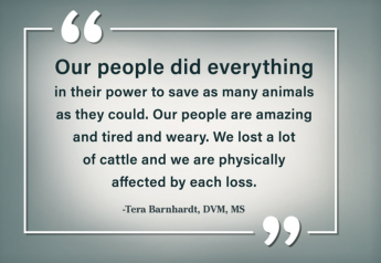 High Temperatures Take a Toll on Fed Cattle. DVM Weighs In