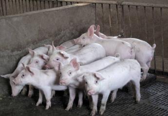 Newly Identified Swine Disease in Ecuador Under SHIC's Watchful Eye