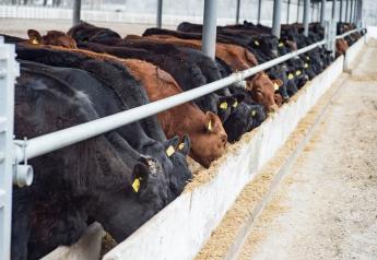 Tips For Building Balanced Rations To Promote Weight Gain In Beef Cattle