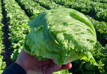 Bowled over: California turns out a bounty of lettuce and leafy greens