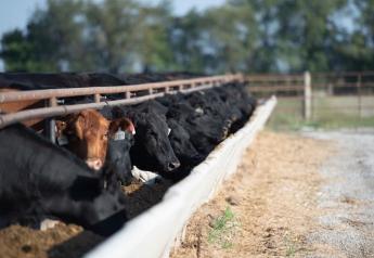 Protect and Optimize Cattle Cost of Gain Into 2023