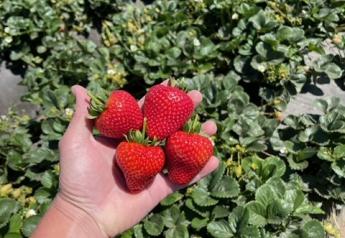 Organic berry demand remains strong