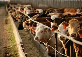 Fed Cattle Weaker, Feeder Cattle and Calves Stronger