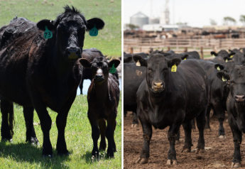 July Cattle on Feed and Cattle Inventory Reports: Here’s What to Expect