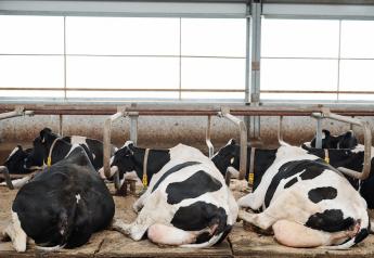 Tired Cows Would Rather Rest than Eat