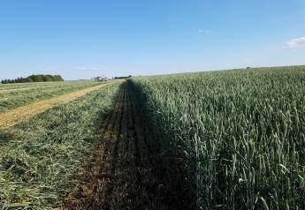What to Expect from Alternatives to Corn Silage