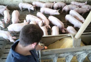 New Swine Origin Probiotic Saves Nearly $2 Per Pig in Feed Cost, Innovative Solutions Says