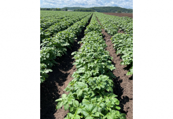 Alsum Farms expects strong-quality Wisconsin potato crop