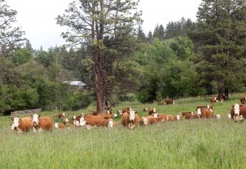 Cattle Genetics and Sustainability