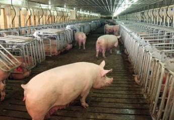 US Pork Firms Divided Over Bill in Congress to Overturn California Animal Welfare Law
